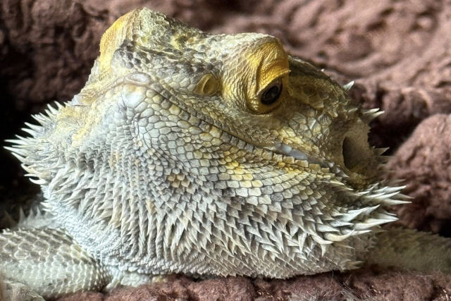 Dragoa-barbuda supera as adversidades apesar de ter atrofia muscular