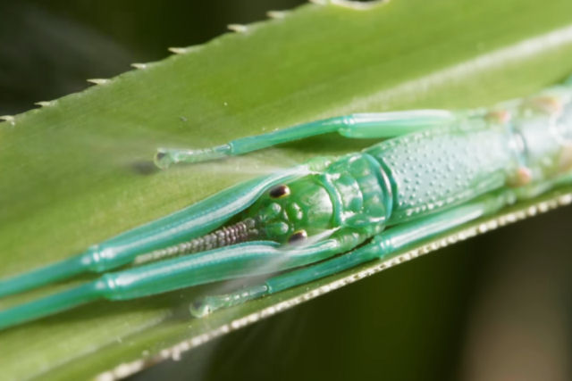 Bicho-pau diferent�o tem uma arma secreta com cheiro de hortel�