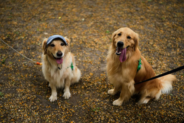 Mais de 2.000 Golden Retrievers se reúnem na Argentina em busca de um recorde
