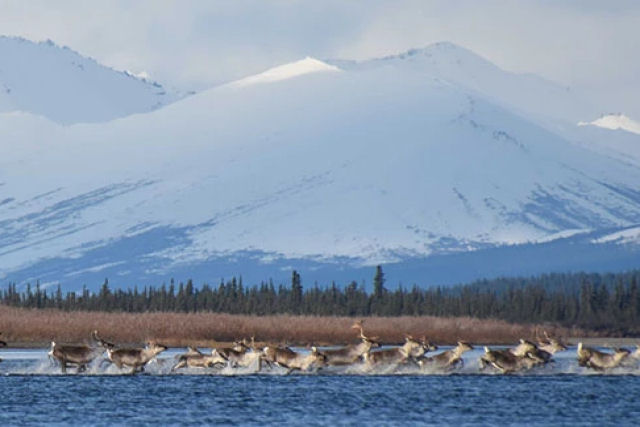 As migrações e deslocamentos terrestres mais longos de animais selvagens do mundo