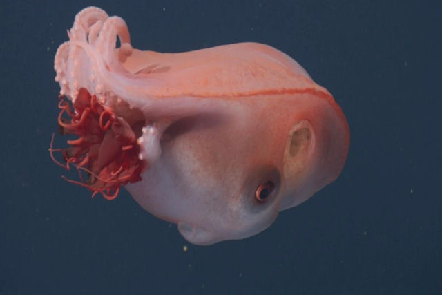 Imagens em 4K das criaturas espetaculares das profundezas marinhas, filmadas em 2025