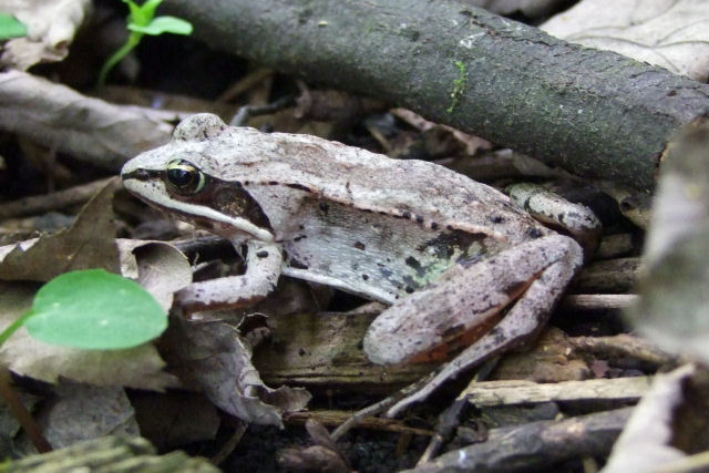 Como as r�s-picol� sobrevivem ao inverno?