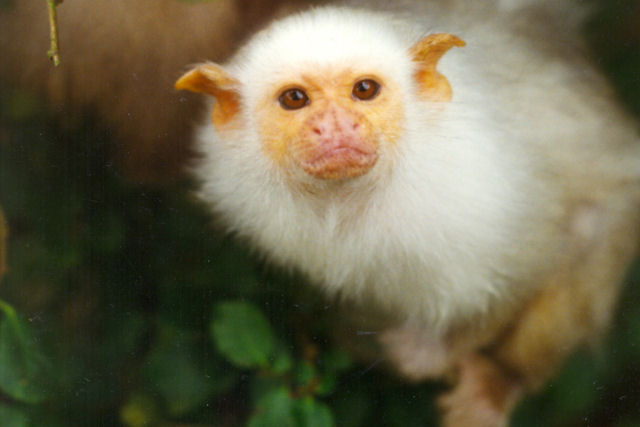 Porque adotar um macaco como animal de estima��o � uma p�ssima ideia