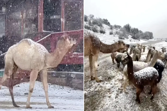 Camelo resgatado, que pensa ser uma cabra, brinca animado na neve