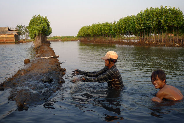 Embora possa n�o parecer, camar�es s�o os animais mais criados em fazendas