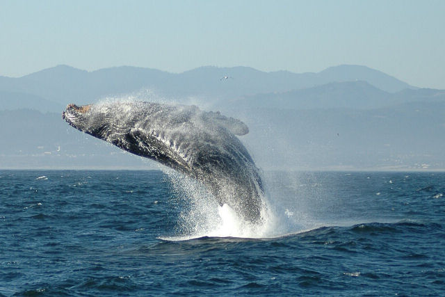 Mergulhadores capturam v�deo de tirar o f�lego de m�e e filhote de jubarte saltando bem ao lado deles