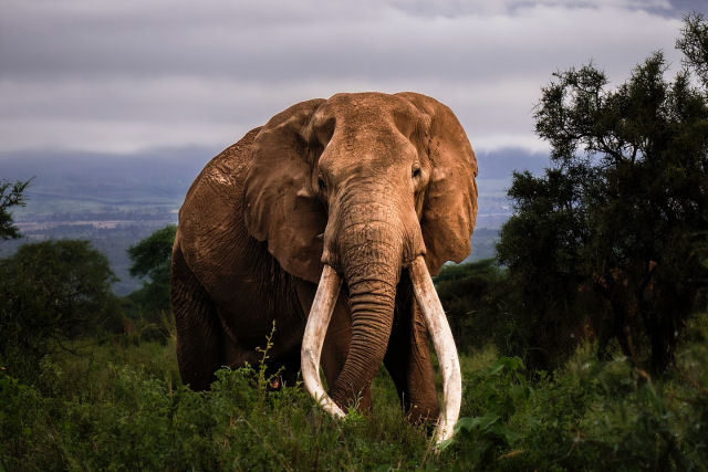 Craig, o elefante 'super presas' favorito dos fot�grafos, faleceu