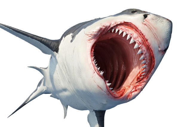 Os tubar�es realmente n�o contraem c�ncer?