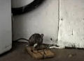 Um rato sob tensão, a vida por um fio