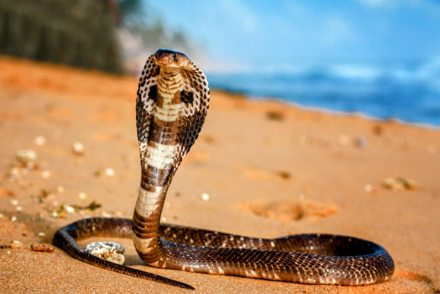 Como as cobras venenosas alteraram o curso da evolu��o humana