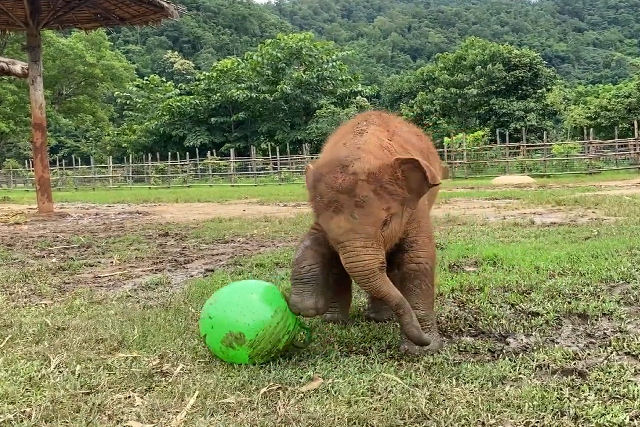 Elefantas jovens tentam, de forma ador�vel, estourar bolas de ioga