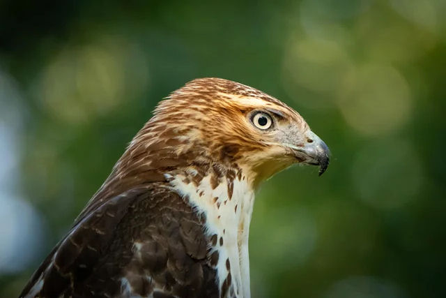 A farsa da �guia-careca que � dublada por um gavi�o
