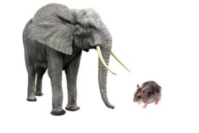 O tamanho importa: a matem�tica oculta da vida