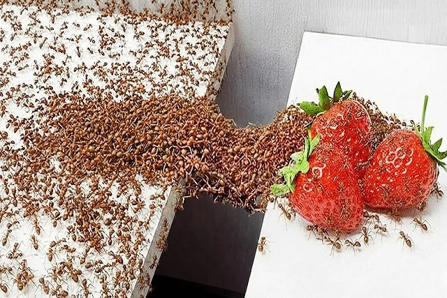 O que as formigas podem nos ensinar sobre trabalho em equipe