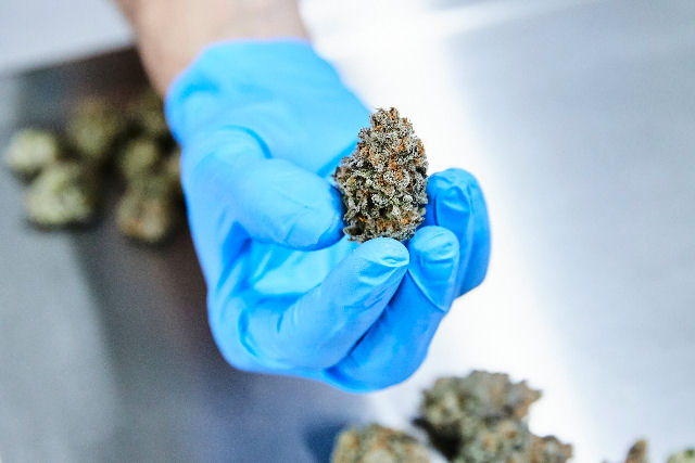 Existe uma enorme discrep�ncia entre o que pensamos que a maconha medicinal faz e o que ela realmente faz