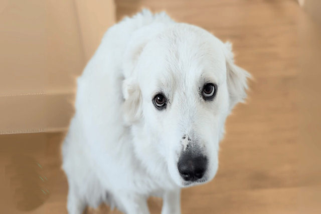 Casal descobre que sua nova cadela resgatada est� prenha de oito filhotes