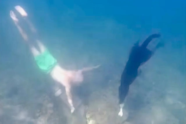Homem descobriu que sua cadela � uma talentosa nadadora subaqu�tica