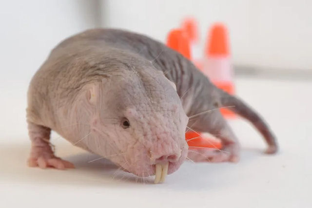 Os ratos-toupeira-pelados preferem ar com baixo teor de oxig�nio, que mataria a maioria dos mam�feros