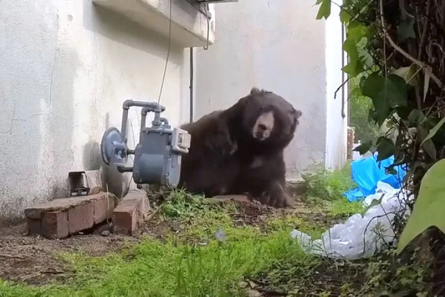 Urso-negro de 250 kg que vivia no por�o de uma casa na Calif�rnia foi removido ap�s um m�s de perman�ncia