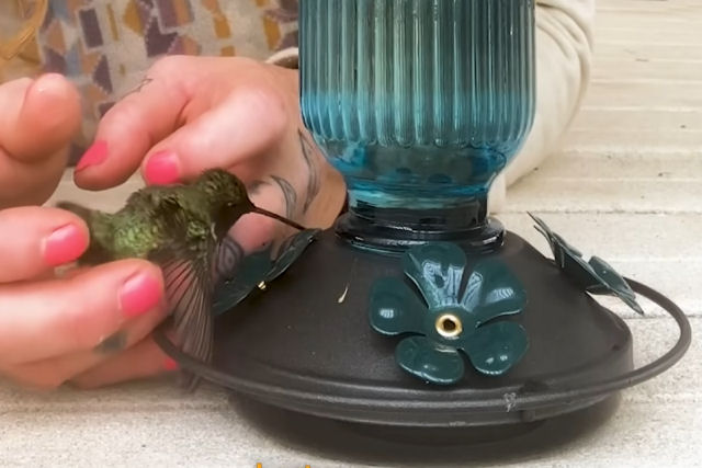 Americana passou quatro horas reanimando um beija-flor desidratado e fraco demais para se alimentar.