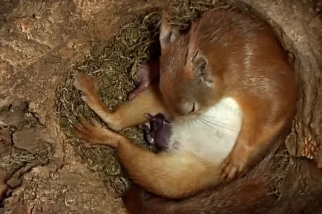 C�mera oculta registra in�dito nascimento de uma ninhada de esquilos