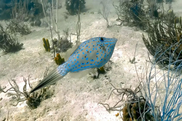 Como os animais marinhos dormem em seguran�a debaixo d'�gua?