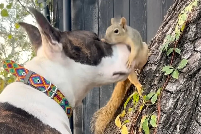Esquilo resgatado volta todos os dias para brincar com o cachorro que o ajudou cri�-lo