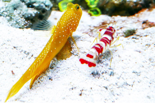 Camar�o-pistola e peixe-gob�deo: dois melhores amigos contra o mundo