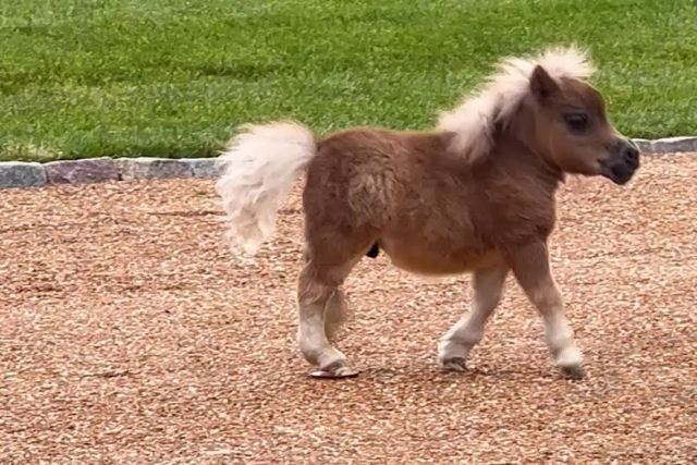 Mini-cavalo �rf�o com necessidades especiais ganha vida ap�s conhecer seus irm�os caninos