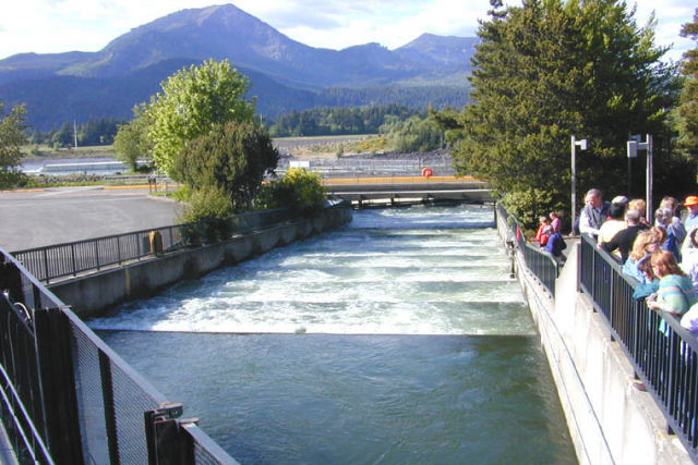 Como as escadas para peixes permitem que certas esp�cies migrem sem problemas