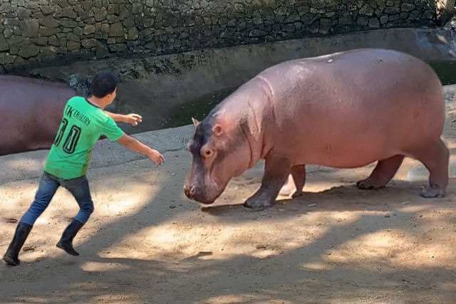 Como explicar a forma que os animais se lembram de seus humanos apesar de anos de separa��o?