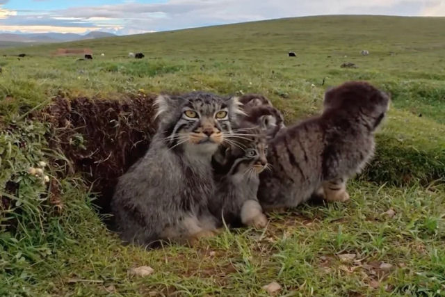 O gato mais rabugento do mundo � capturado em ador�veis imagens de c�mera de trilha