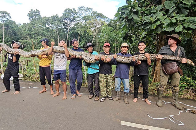 Baronesa, a cobra selvagem mais comprida do mundo