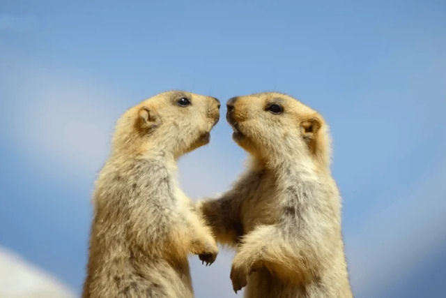 Marmotas-do-Himalaia lutam por territ�rio antes de sua hiberna��o de inverno