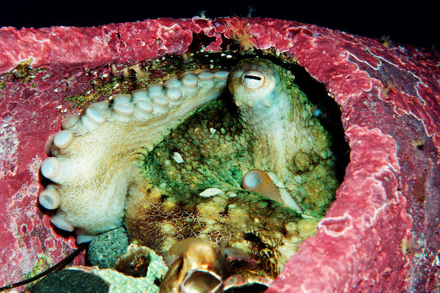 O forte vinculo de um polvo-f�mea e seu cuidador no aqu�rio