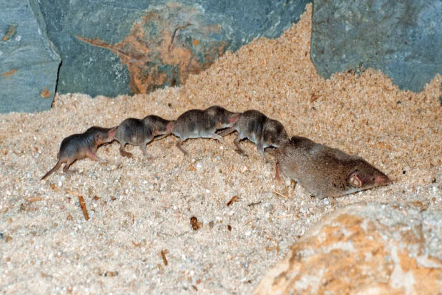 Por que a fam�lia de musaranhos se move em forma de caravana?