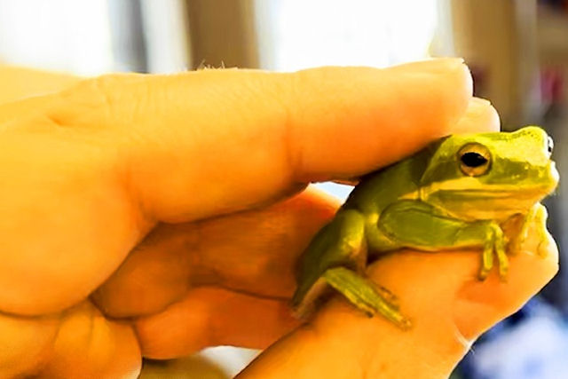 Homem adota pequena perereca que encontrou em sua salada