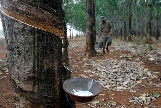 O roubo de sementes de seringueira que mudou o curso da hist�ria brasileira