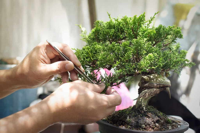 Por que os bonsais s�o t�o caros?