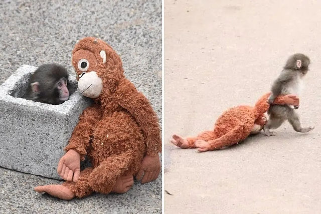 Macaquinho fofo conseguiu o imposs�vel: unir a internet em torno de uma �nica causa