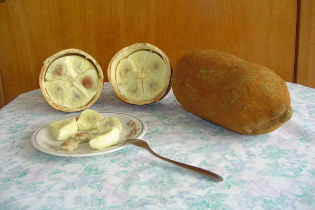 Como uma empresa japonesa tentou se apropriar do cupuaçu através de um registro de patente?