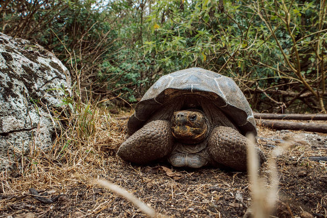 158 tartarugas-gigantes s�o reintroduzidas em sua ilha natal, Gal�pagos, ap�s 180 anos 