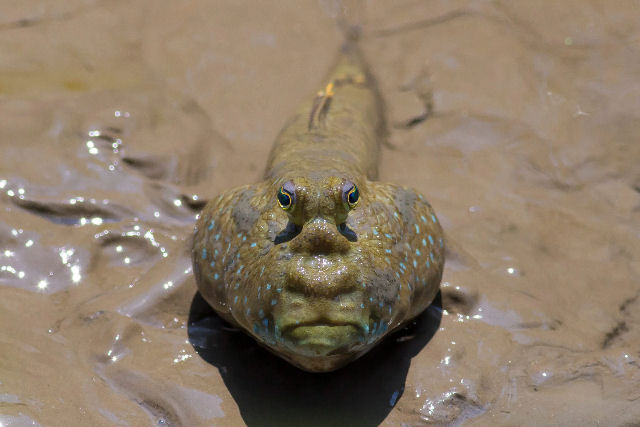 Os peixes-saltadores-da-lama 'precisam desacelerar a evolução'