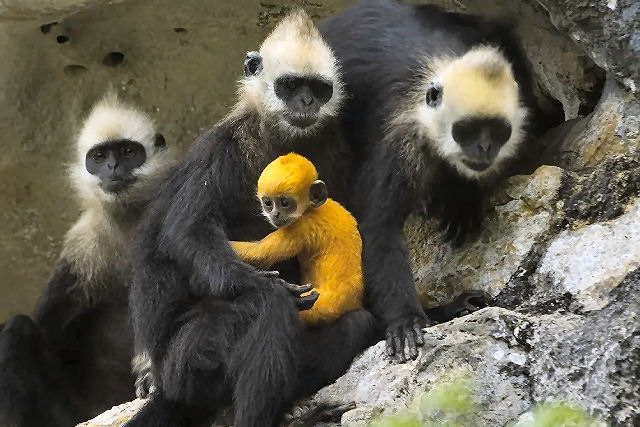 Macaca langur faz escalada perigosa em encosta �ngreme para salvar seu filhote de machos rivais