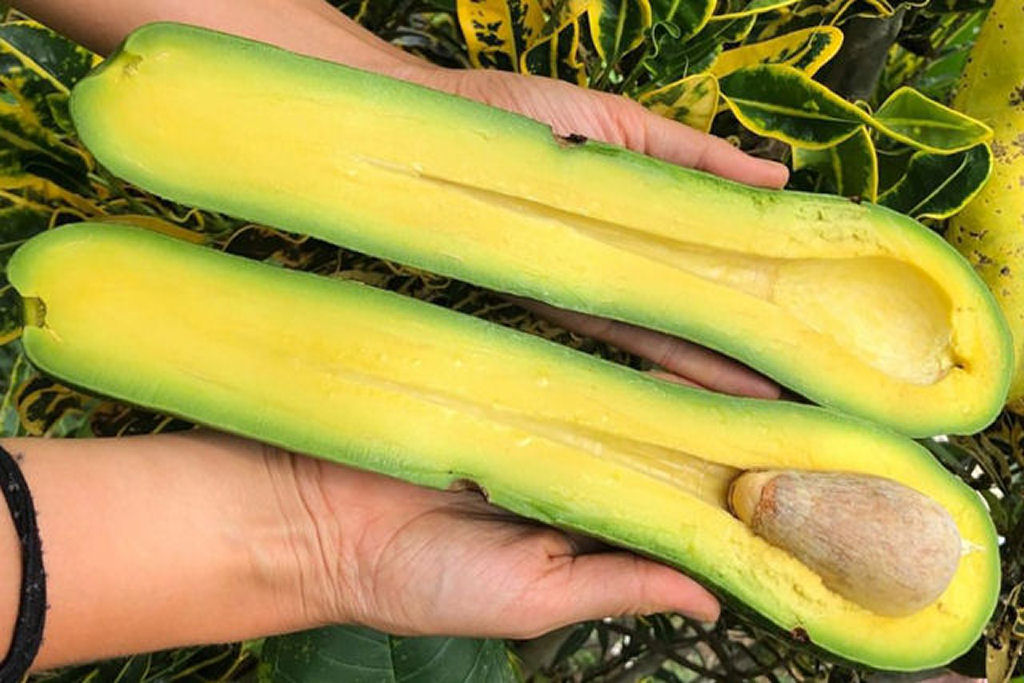 Quantos anos voc� tinha quando descobriu que existe um abacate de pesco�o longo?