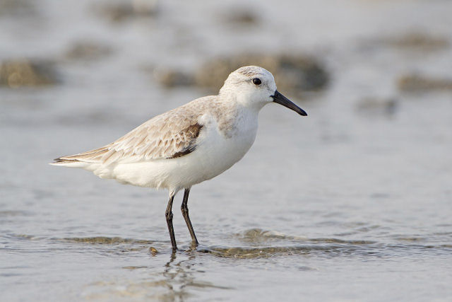 O curioso comportamento alimentar do ma�arico-branco