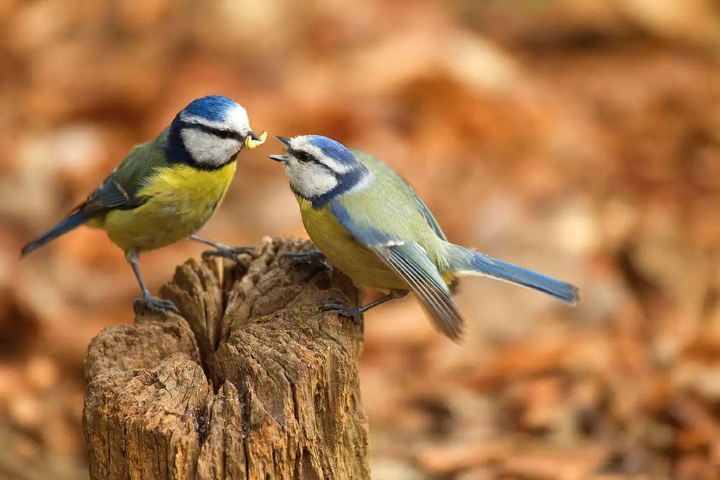 Acabando com a romantiza��o: at� as aves se divorciam