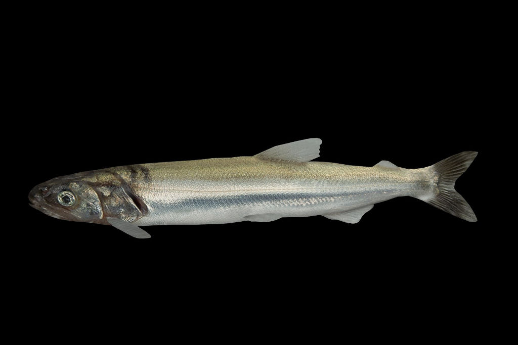 O pequeno peixe-vela � t�o gorduroso que os nativos costumavam us�-lo como fonte de luz