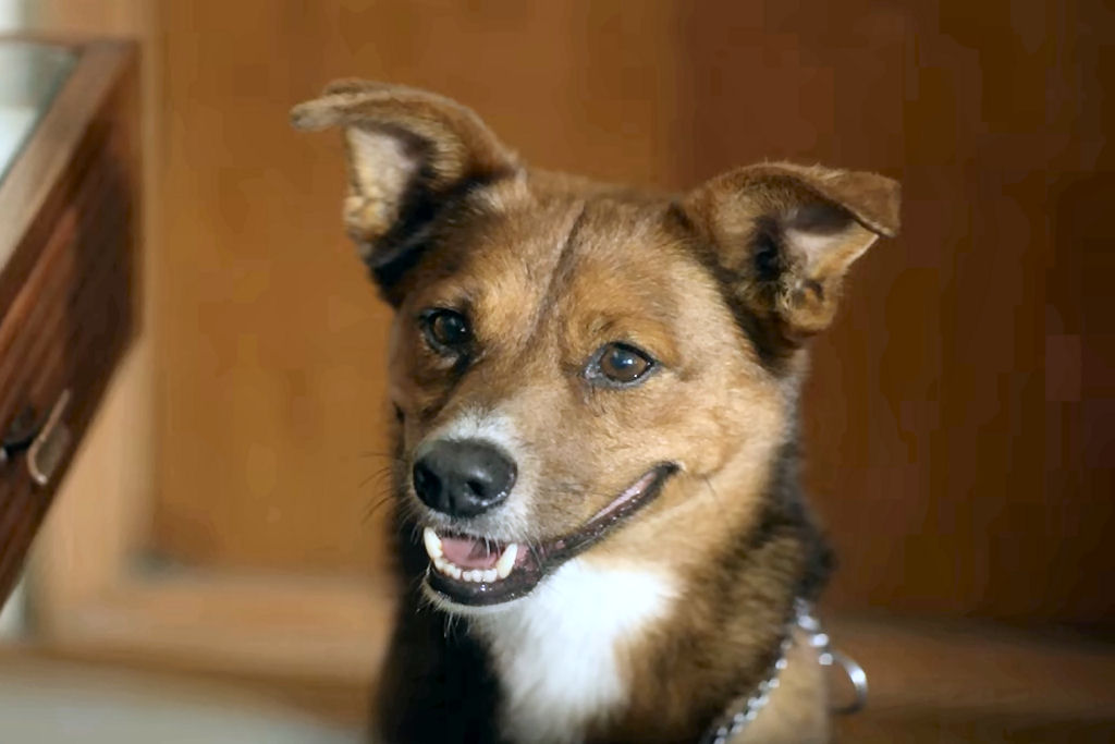 Este comercial argentino de utilidade p�blica vai te comover �s l�grimas