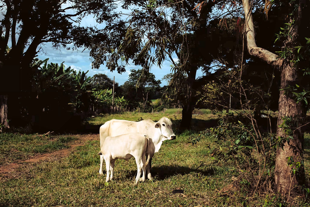 C�lculos biliares bovinos, que valem o dobro do ouro, impulsionam um frenesi global de contrabando